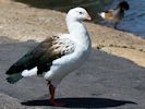 Andean Goose (WWT Slimbridge July 2013) - pic by Nigel Key